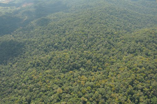 bosque plantacion arboles