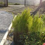 compensar co2 arboles