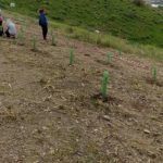 plantacion algarrobo andalucia
