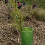 arbol plantado plantar arboles