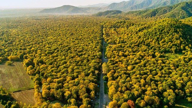 plantción forestal sumidero co2