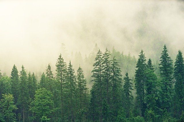 niebla plantacion arboles sostenible