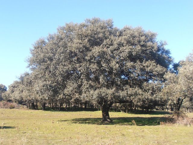 encina
