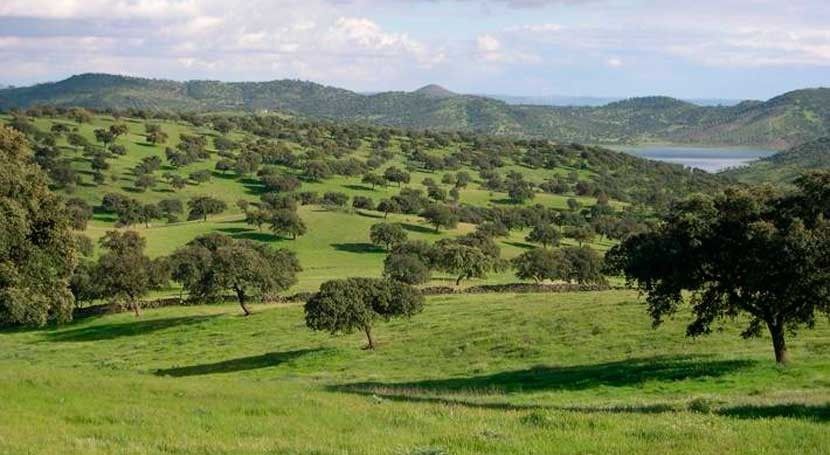 campo-verde-fao